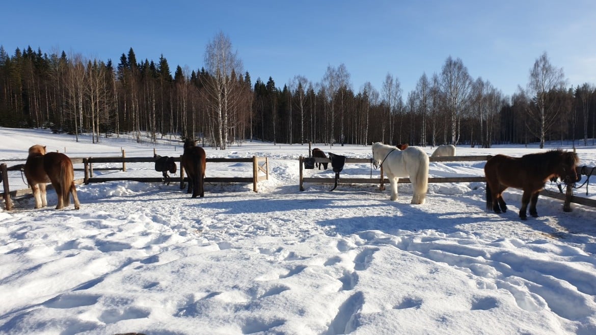 Paardrijden in Zweeds Lapland