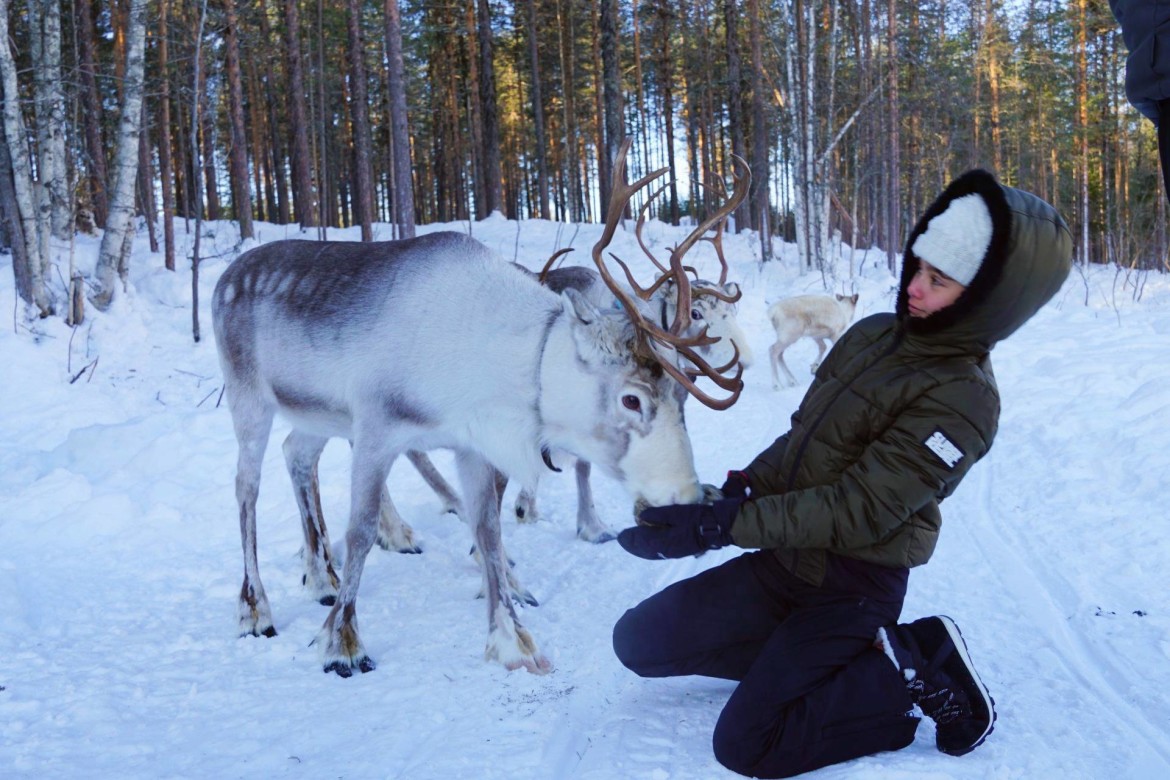 Rendieren in Zweeds Lapland Rendieren in Zweeds Lapland
