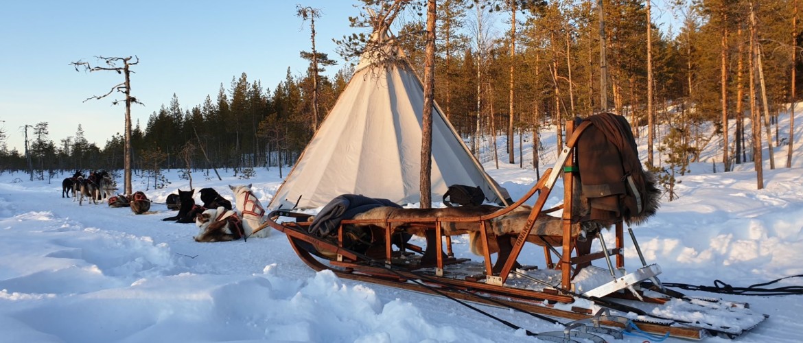 Beleef met je gezin een huskytocht in Zweeds Lapland