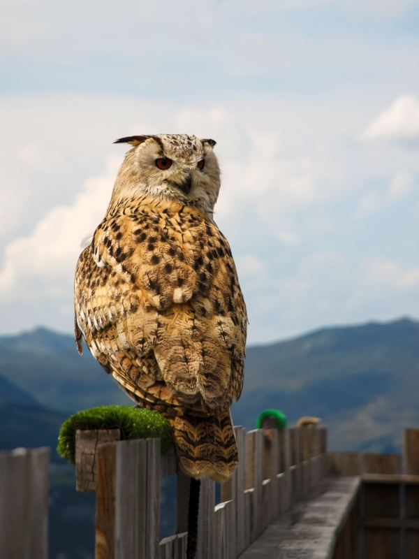 aAdlerBühne Ahorn roofvogelshow