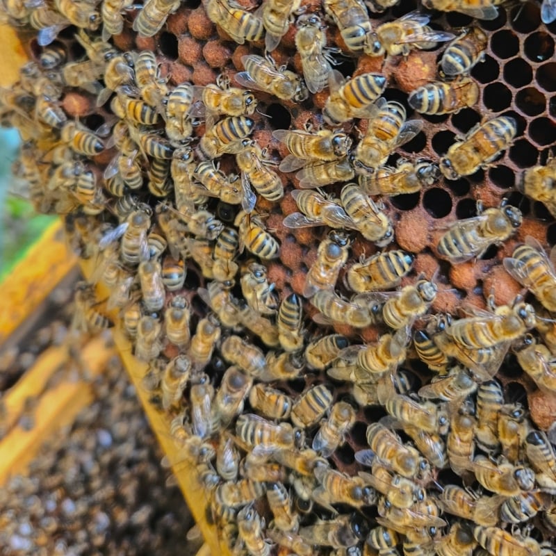 Bijen La Ferme des Abeilles Ardèche