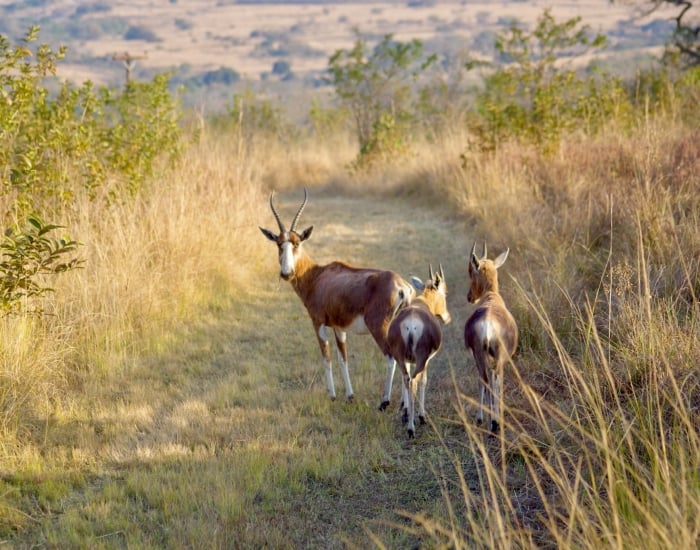 Blesbok spotten met pubers