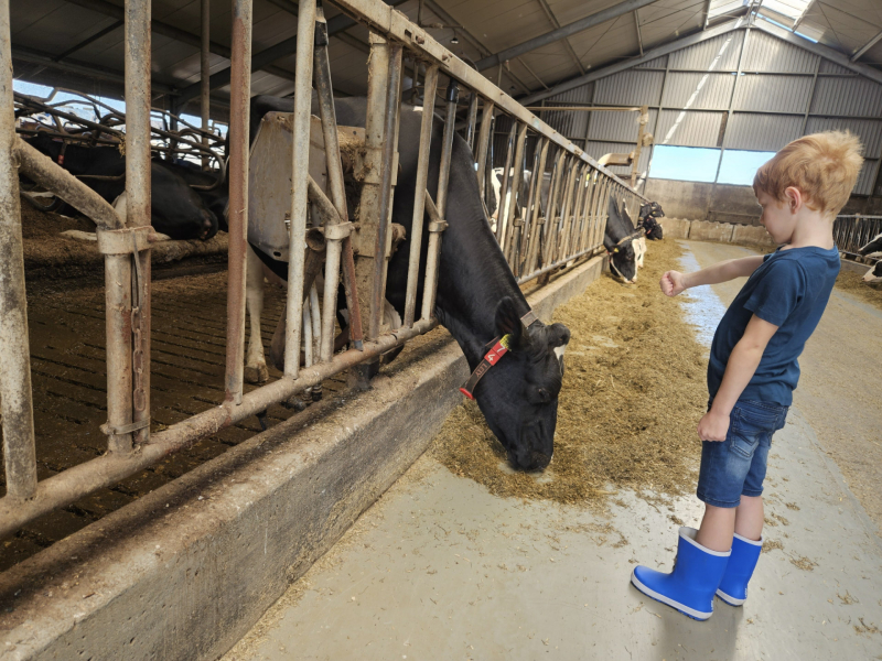 Boerenbed De Kalverweide Drenthe koeien