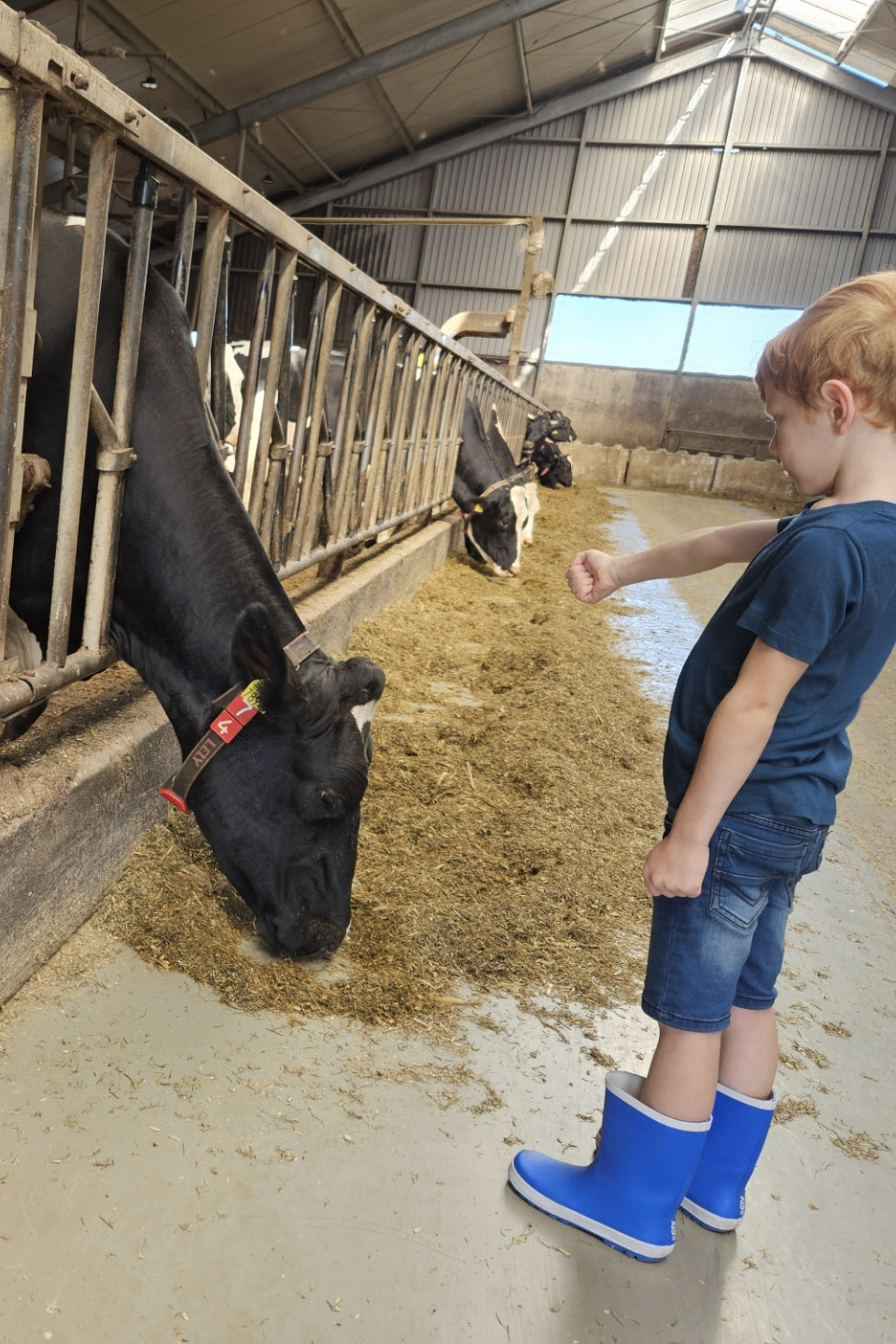 Boerenbed De Kalverweide Drenthe koeien