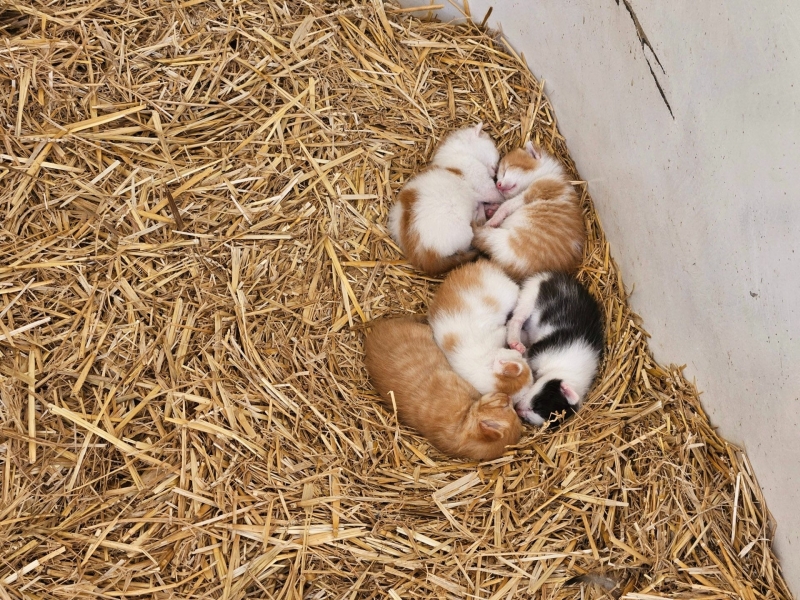 Boerenbed dieren De Kalverweide