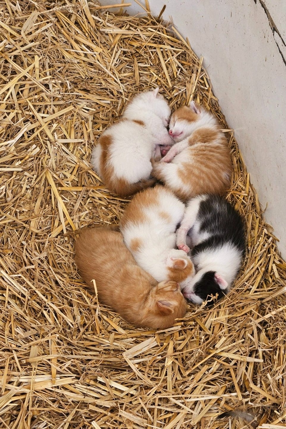 Boerenbed dieren De Kalverweide