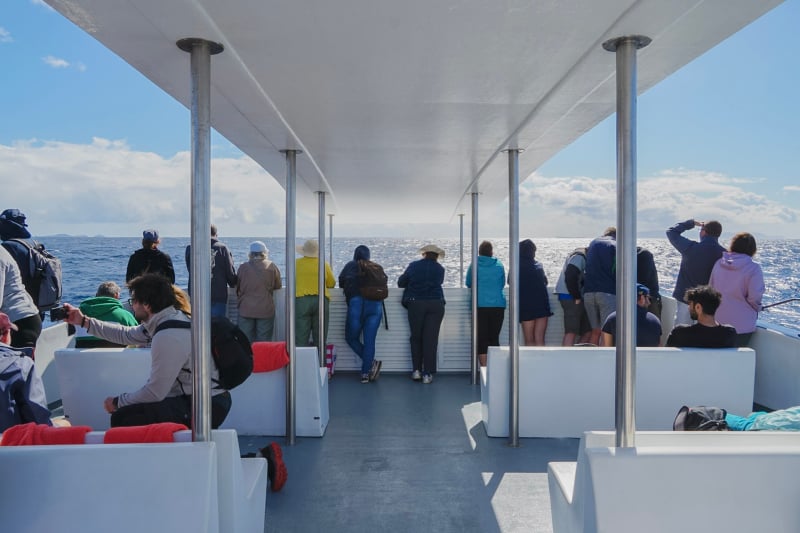 Boottocht dolfijnen spotten Madeira