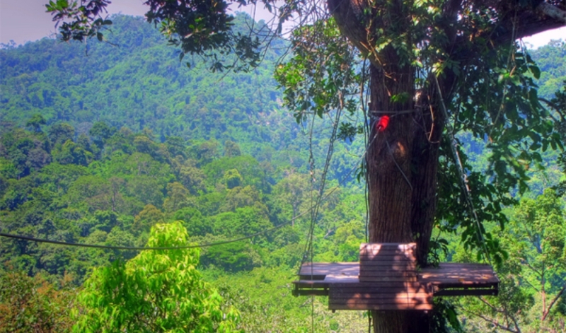 Chiang Mai Flight of the Gibbon