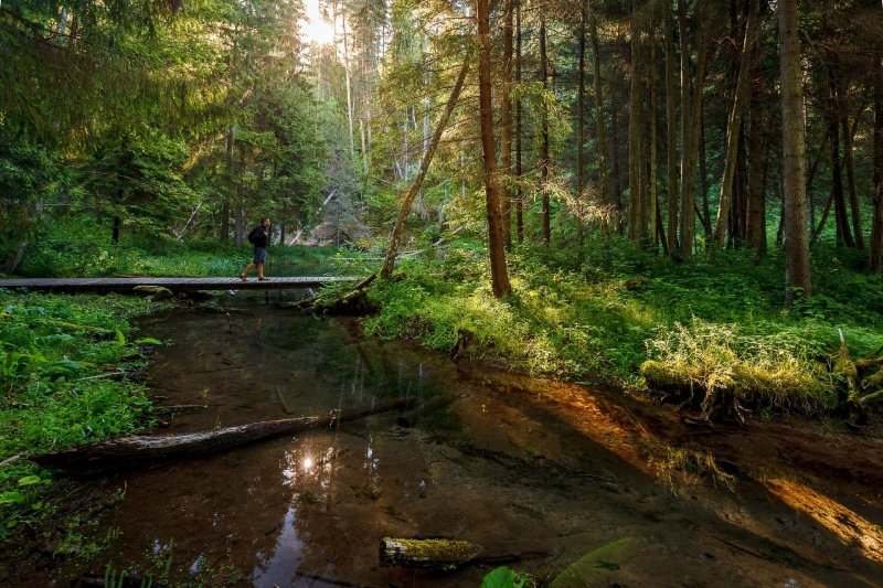 Houten bruggetje door het groene bos van Gauja Nationaal Park bij de Cīrulīši Nature Trail in Letland.