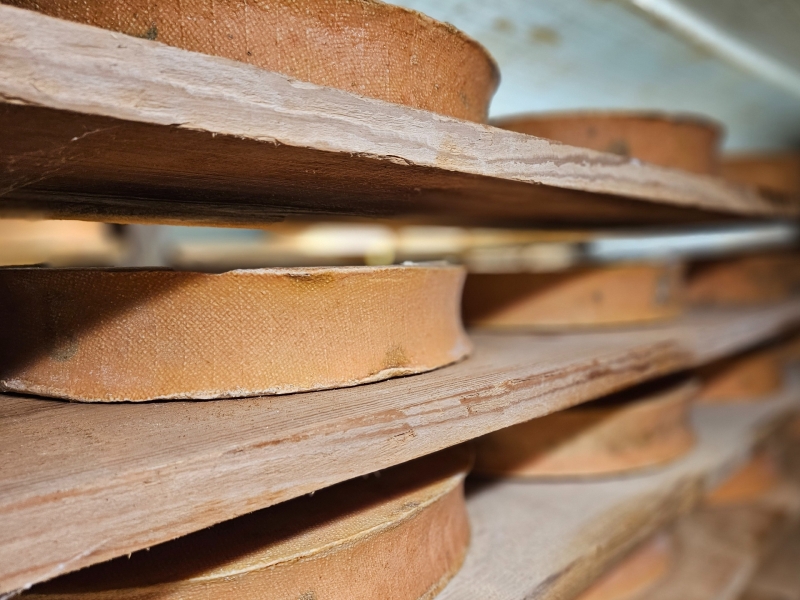 Rijping van Abondance kaas met gewassen korst in een kaasruimte