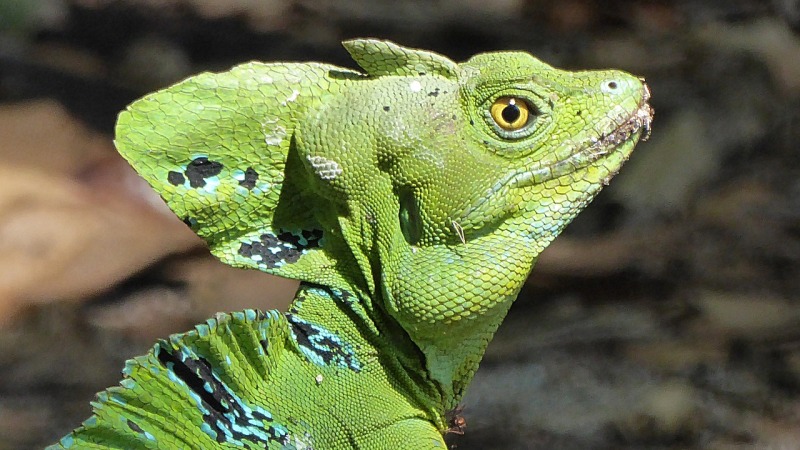 Reptielen in Costa Rica