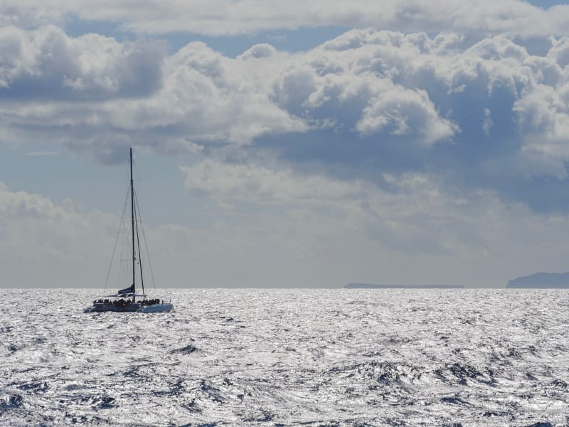 Dolfijnen spotten op Madeira