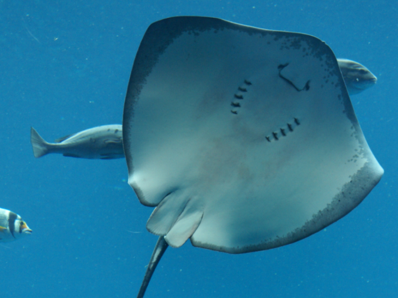 Tips over Dubai met kinderen