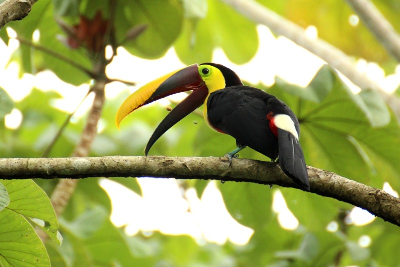 Ecotoerisme in Costa Rica