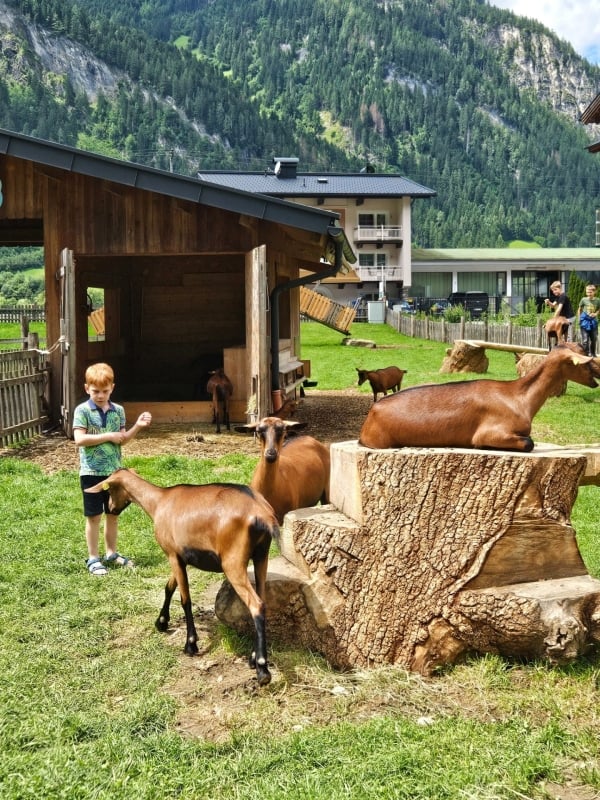 Erlebnissennerei Zillertal met kinderen dieren