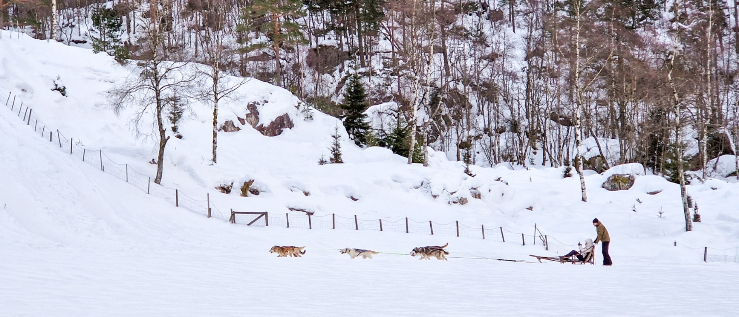 Op avontuur met husky’s, een winterse bucketlist ervaring