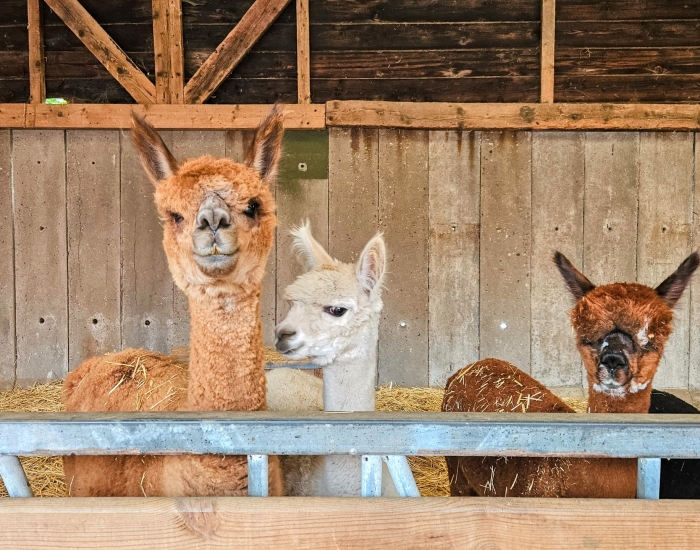 Farmcamps alpaca in Brabant Farmcamps alpaca in Brabant