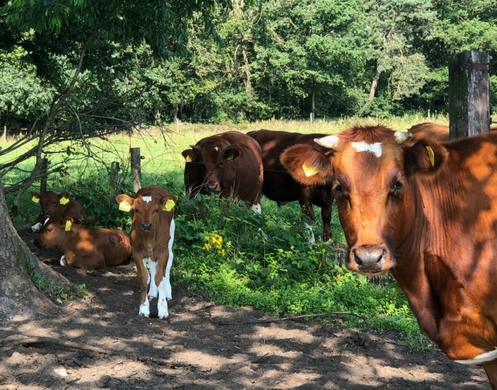 FarmCamps Hoeve Luyterheyde Noord-Brabant koeien in het bos