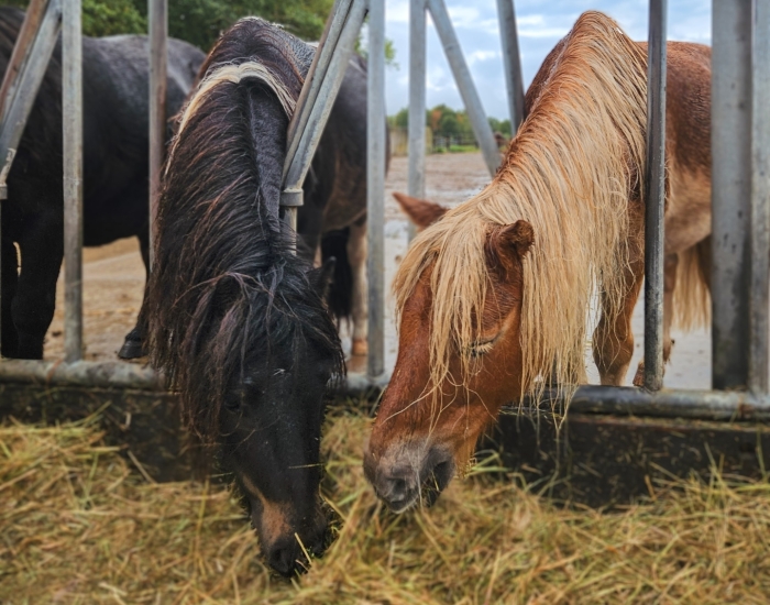 FarmCamps met paarden Brabant Smulhoeve FarmCamps met paarden Brabant Smulhoeve