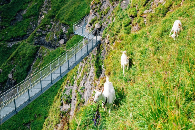 First Cliff Walk Zwitserland met kinderen