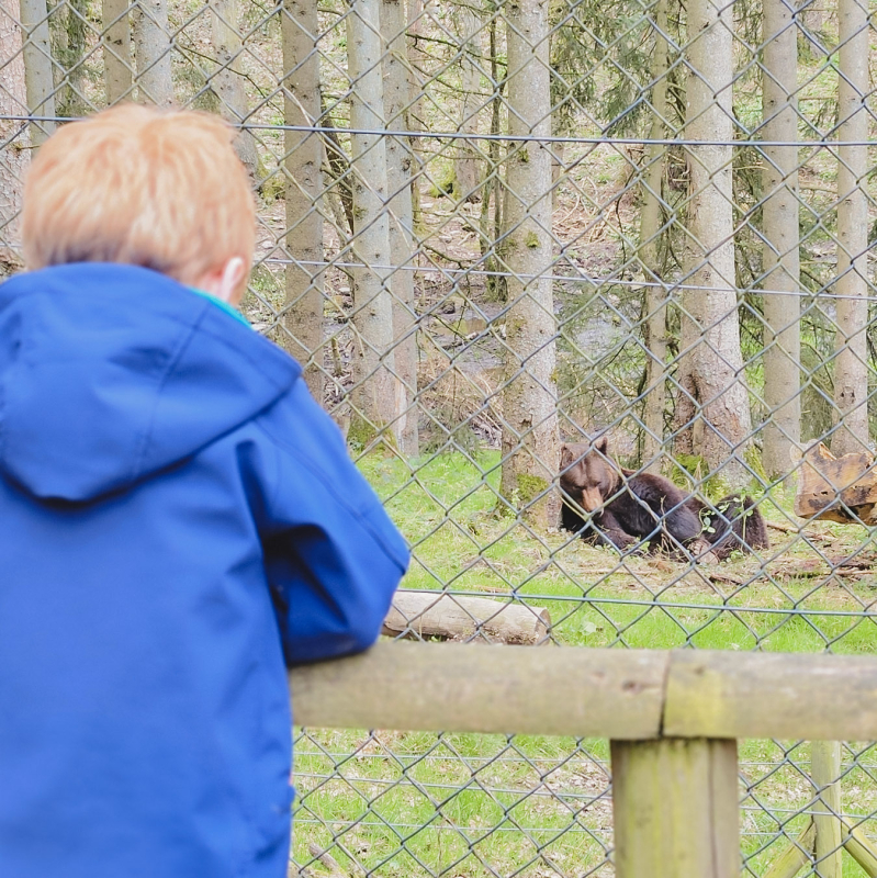 Forestia wildpark Ardennen beren spotten