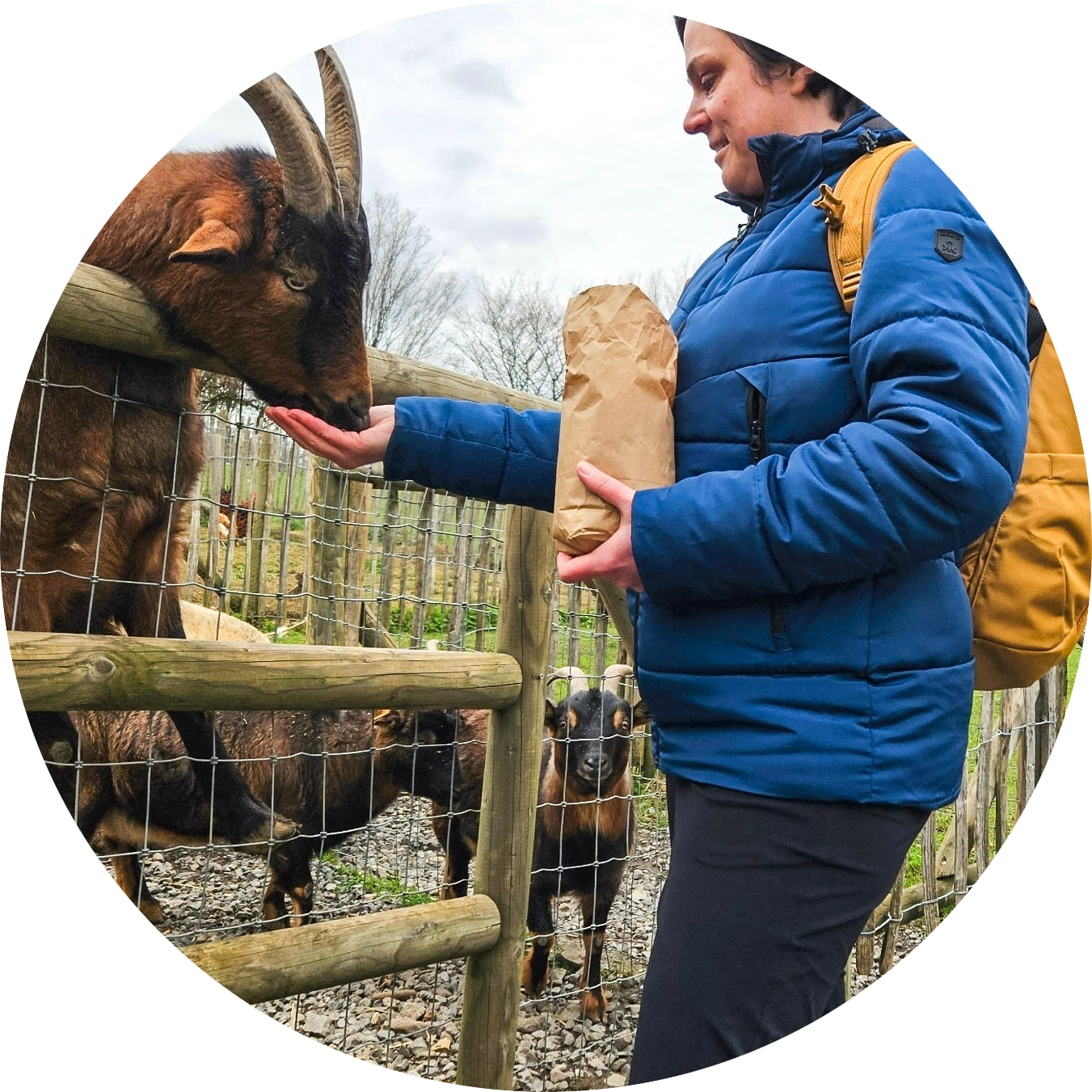 Forestia wildpark dieren voeren