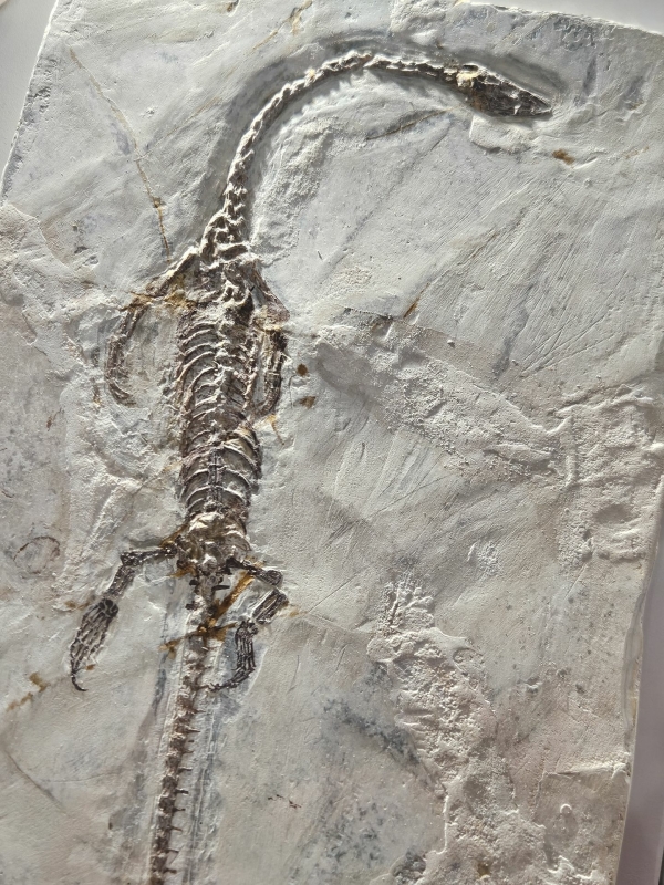 Fossiel Le Muséum de l'Ardèche