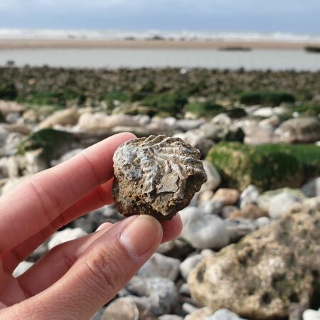 Fossielen zoeken in Normandië met kinderen