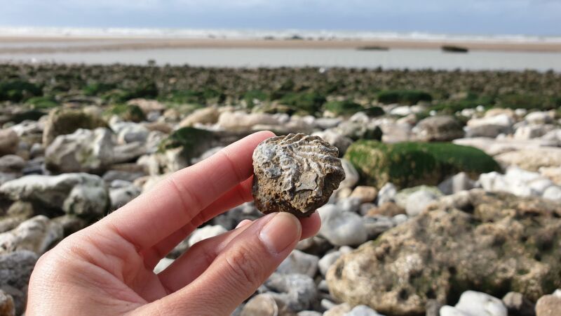 Fossielen zoeken in Normandië met kinderen