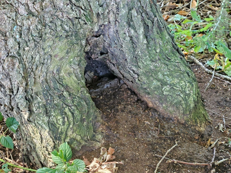 Geocaching met kinderen