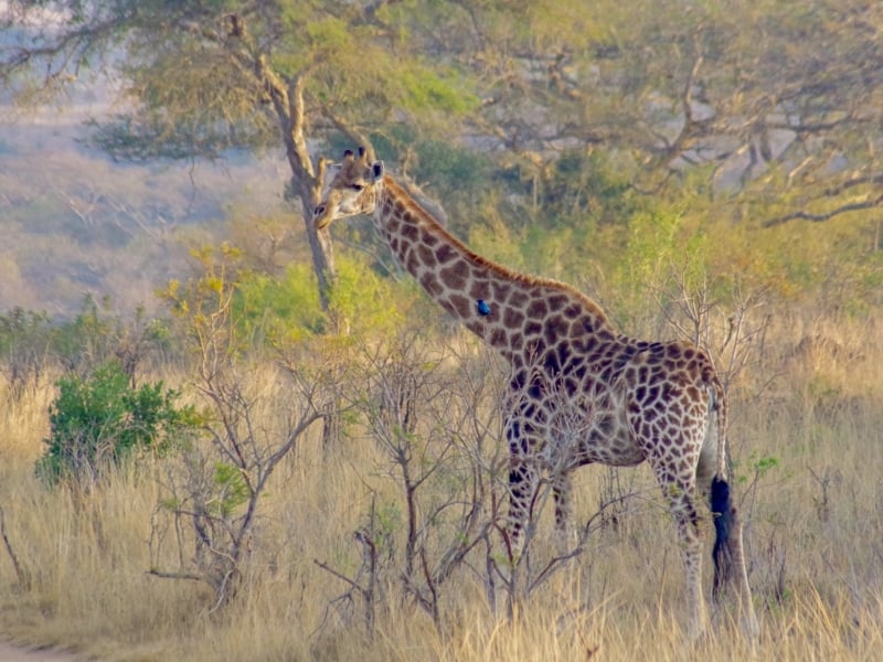 Giraf spotten Zuid-Afrika en felblauw vogeltje