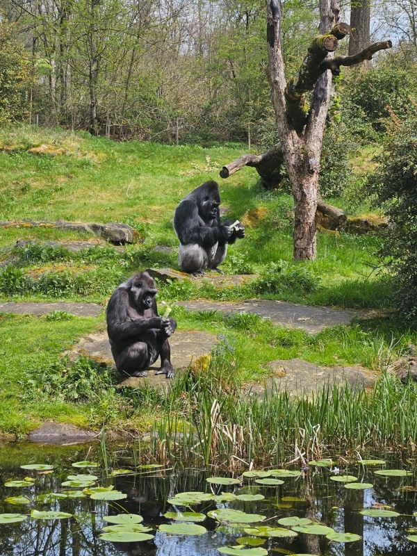 Gorillavoederpresentatie Apenheul