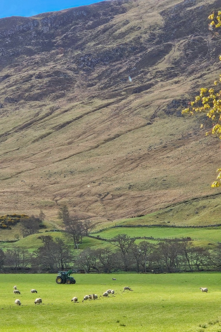 Grazende schapen bij Glen Clova