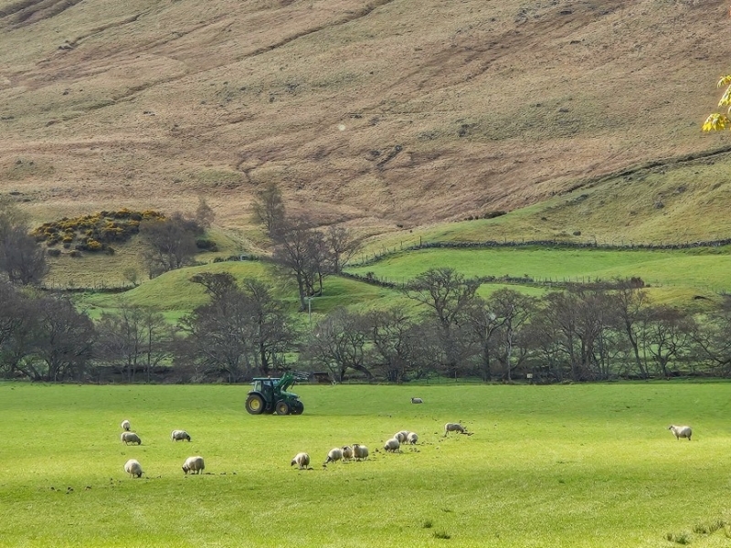 Grazende schapen bij Glen Clova