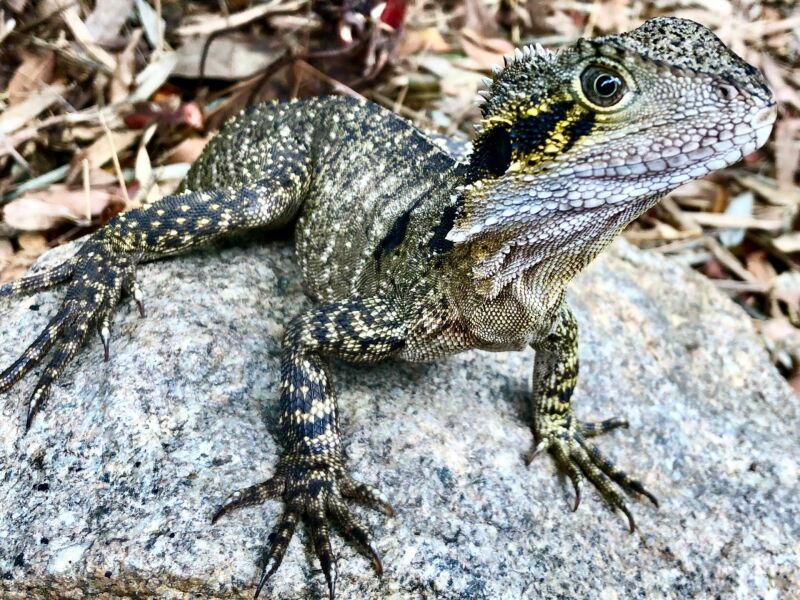 Brisbane met kinderen: hagedis bij Wild Canary (Mount Coot-tha)