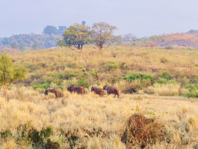 Hippo Hollow Country Estate Zuid-Afrika olifanten aan Sabie River