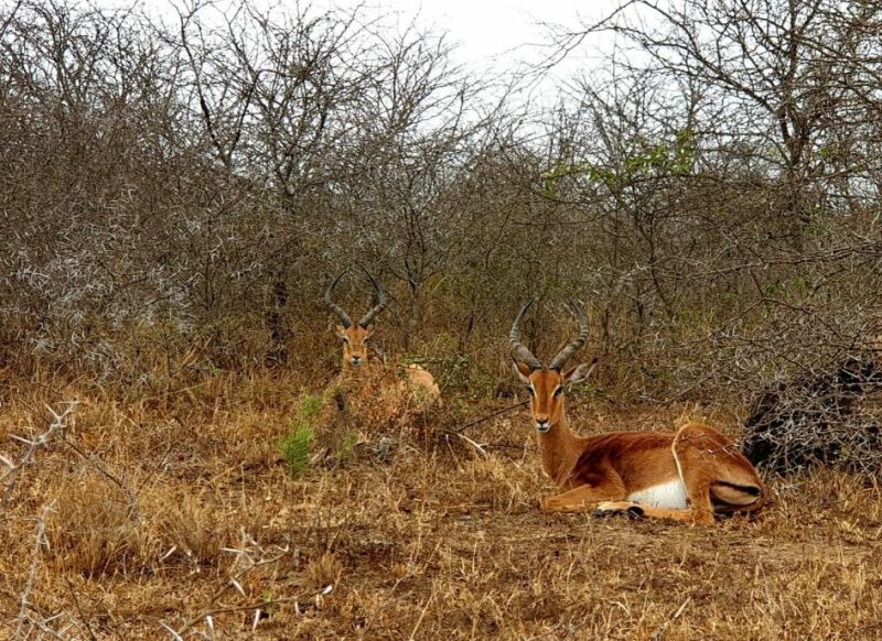 Hluhluwe Imfolozi Park Zuid-Afrika