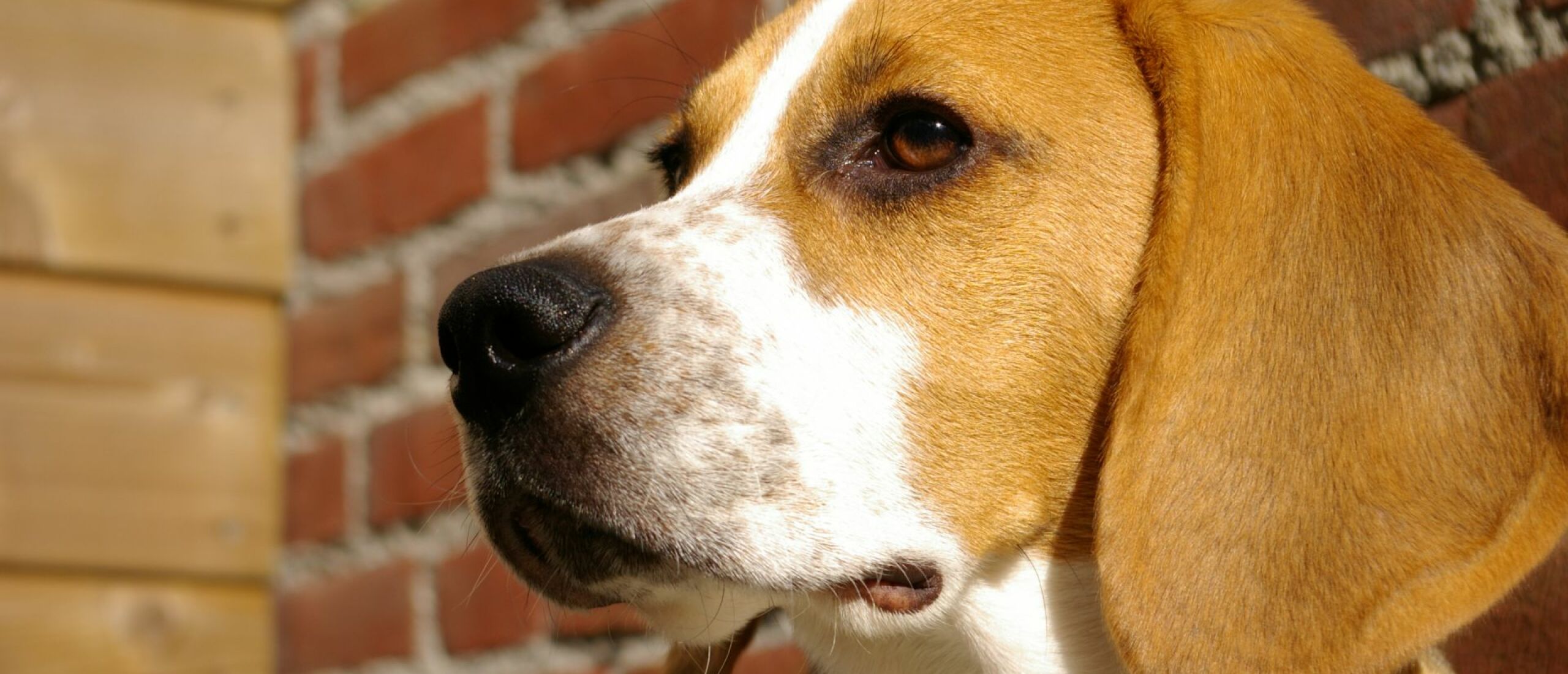 Hond mee op vakantie