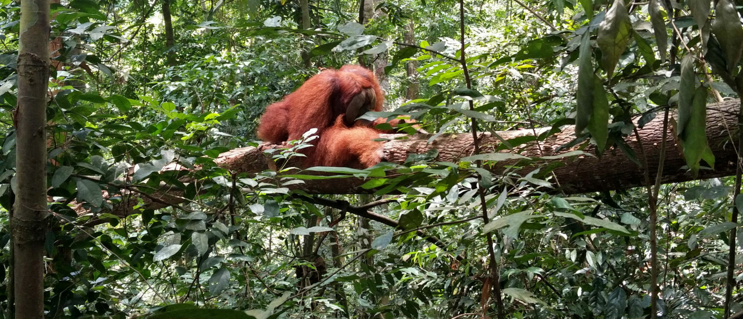 Naar de jungle, junglekleding voor kinderen