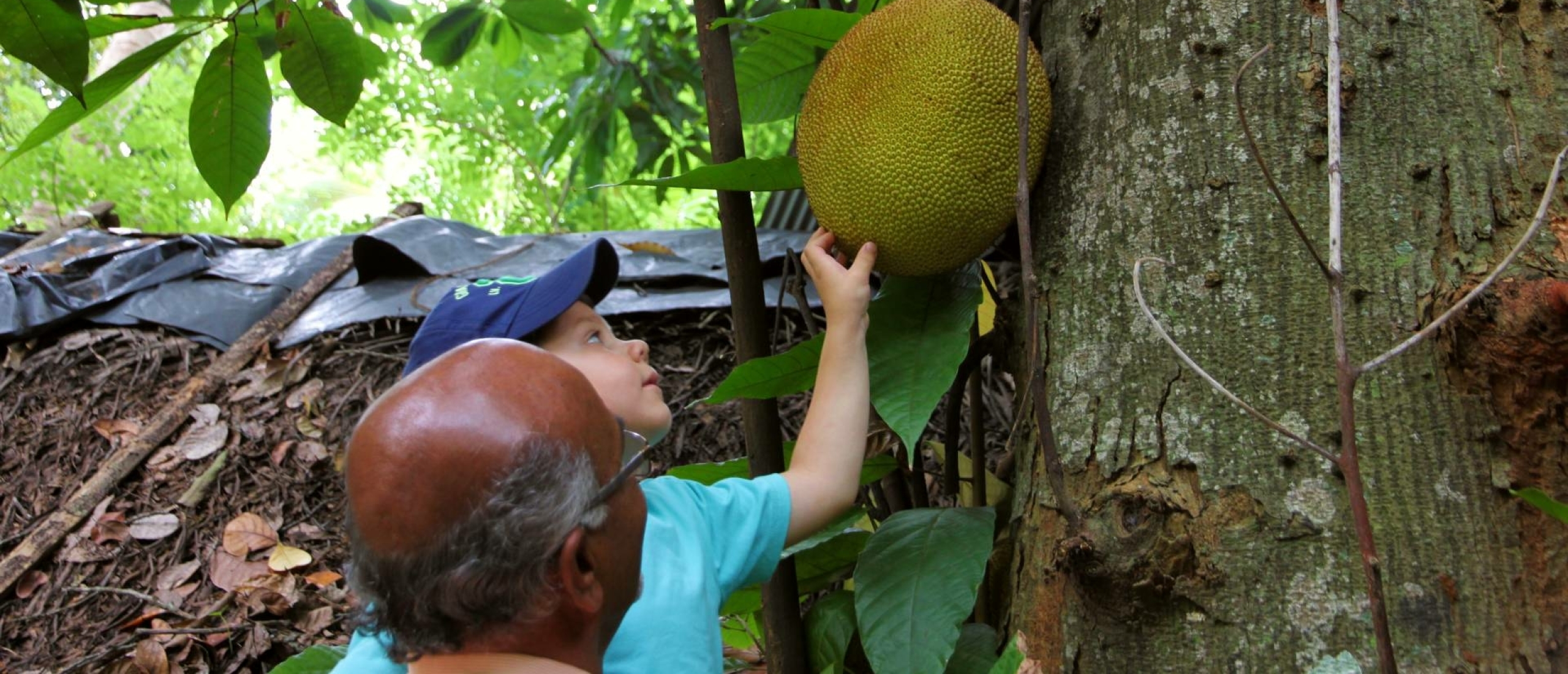 Jackfruit in Sri Lanka