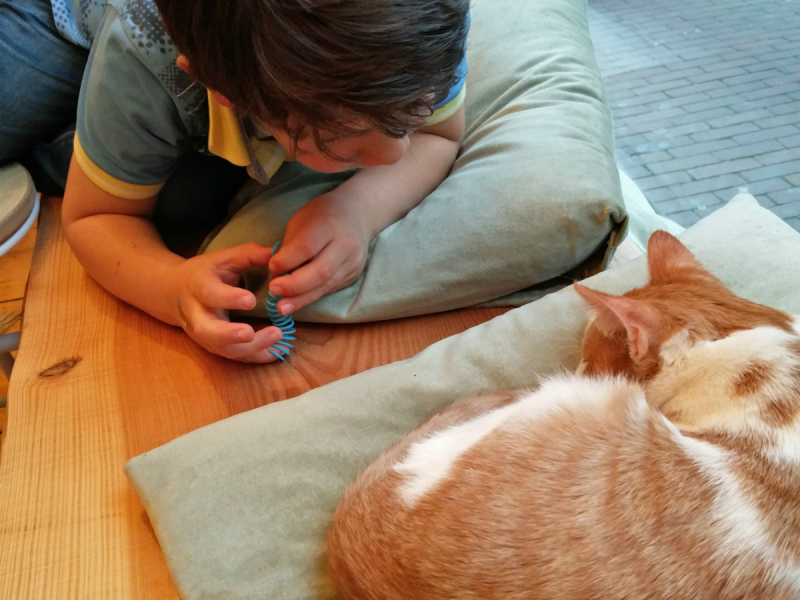 Kattencafé Balthazar Nijmegen
