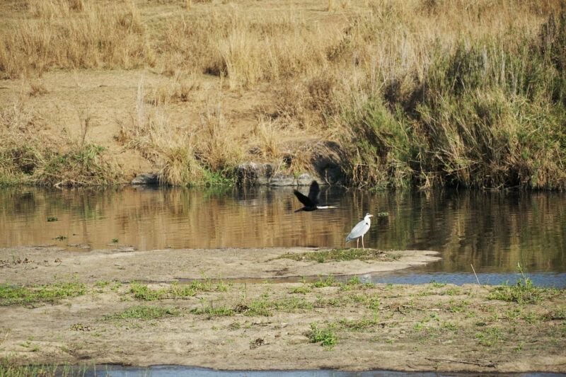 Kruger Park met gezin