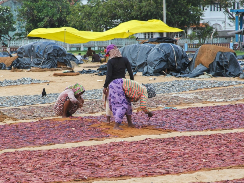 Kruiden drogen in Negombo op de markt Kruiden drogen in Negombo op de markt