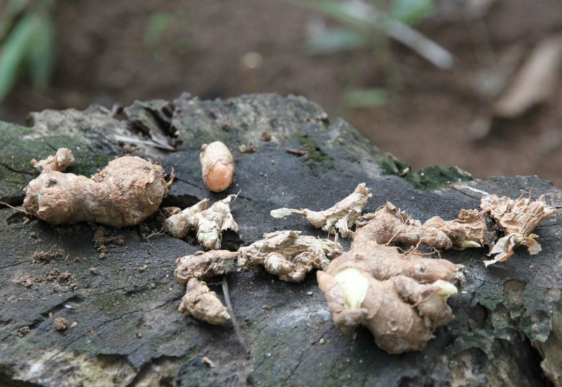 Ayurveda: kurkuma en gember zijn warme kruiden