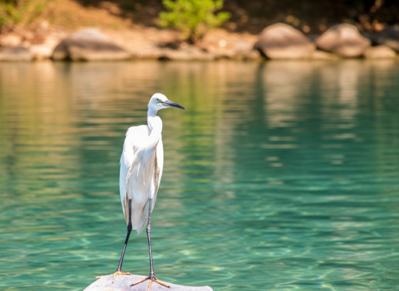 Lagune bij Negombo Lagune bij Negombo
