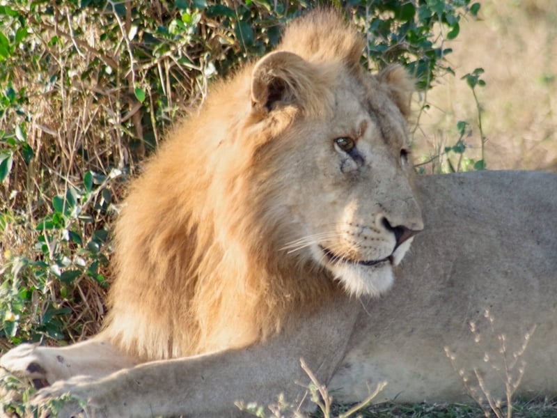 Leeuw Manyoni Private Game Reserve