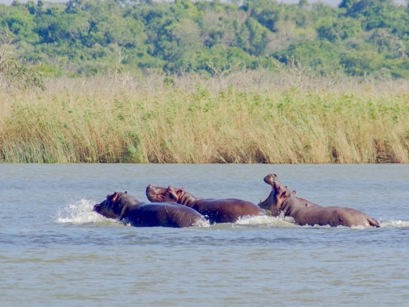 Makakatana Bay Lodge nijlpaarden