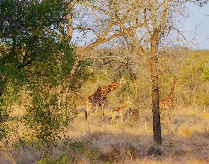 Mbuluzi Game Reserve giraffen spotten