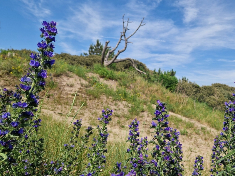 Natuur bij Zandvoort