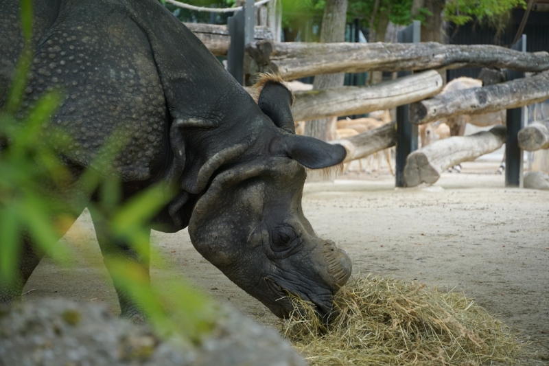 Neushoorn eet hooi in Tiergarten Schönbrunn